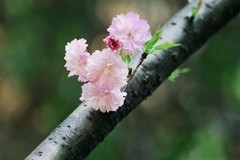 花花草草（十八）