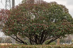 庐州印象（576）