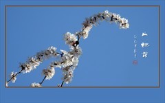 晶莹山桃映蓝天，婆娑枝头舞翩跹