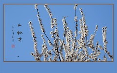 晶莹山桃映蓝天，婆娑枝头舞翩跹