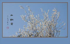 晶莹山桃映蓝天，婆娑枝头舞翩跹