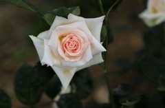 月季花(5)