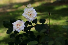 月季花(5)