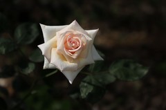 月季花(5)