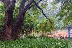 岭南烟雨