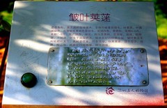 1875【不老松：纪实摄影】邹叶荚蒾! (1)