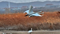 【视觉光影】美 丽 的 大 天 鹅 （35）