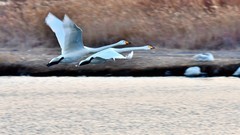 【视觉光影】美 丽 的 大 天 鹅 （35）