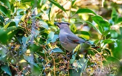 太平鸟（二十四）