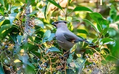 太平鸟（二十四）