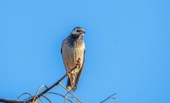 灰椋鸟（十四）