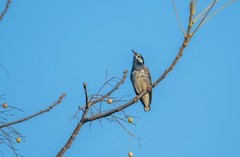 灰椋鸟（十四）