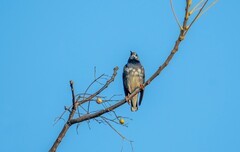 灰椋鸟（十四）