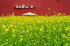 2026年第0321贴 - 北海万佛楼油菜花（0510）