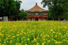 2026年第0321贴 - 北海万佛楼油菜花（0510）