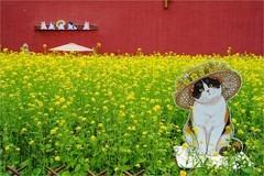 2026年第0322贴 - 北海万佛楼油菜花（0510）