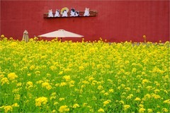 2026年第0322贴 - 北海万佛楼油菜花（0510）