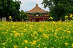 2026年第0323贴 - 北海万佛楼油菜花（0510）