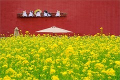 2026年第0323贴 - 北海万佛楼油菜花（0510）