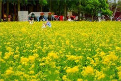 2026年第0323贴 - 北海万佛楼油菜花（0510）