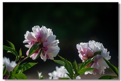 芍药（九）