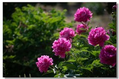 芍药（四）