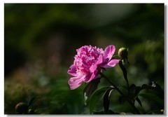 芍药（四）