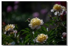 芍药（五）