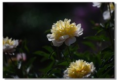 芍药（五）