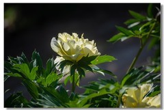 芍药（五）