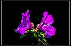 杜鹃花开