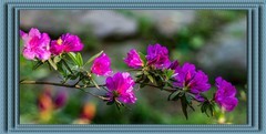 杜鹃花开