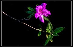 杜鹃花开