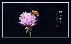 粉色的小绒球般的硬皮葱花