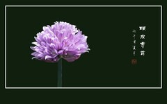 粉色的小绒球般的硬皮葱花
