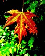 枫叶知秋