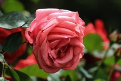 拍摄花卉一（1172）