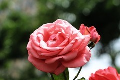 拍摄花卉一（1172）