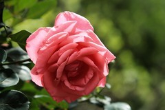拍摄花卉一（1172）
