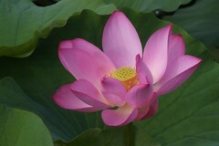 2026--荷影--6