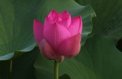 2026--荷影--6