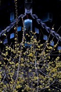 【视觉光影】梅花香自苦寒来（7）