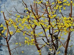【视觉光影】梅花香自苦寒来（7）