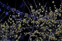 【视觉光影】梅花香自苦寒来（7）