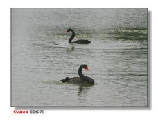 湖里黑天鹅。