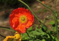 2026花卉植物赏析———虞美人