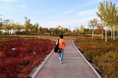 额济纳湿地公园(1)