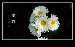 多彩漂亮的小菊花