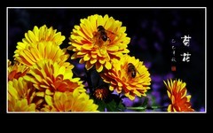 多彩漂亮的小菊花