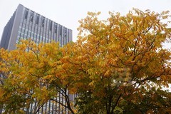 秋叶*解放公园——武汉随笔